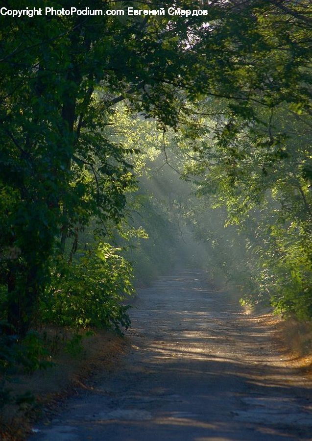 Dirt Road, Gravel, Road, Path, Trail, Plant, Tree