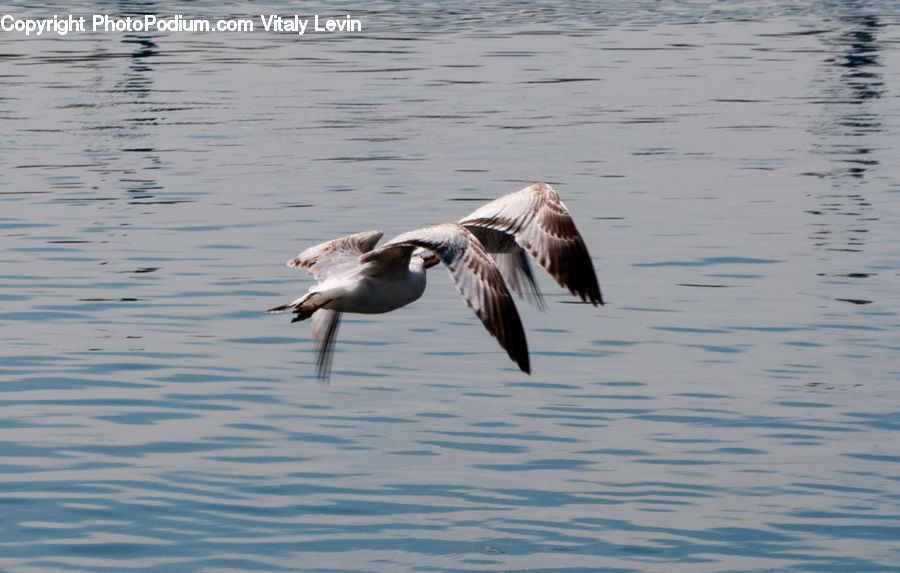 Bird, Seagull, Goose, Waterfowl, Booby, Pelican