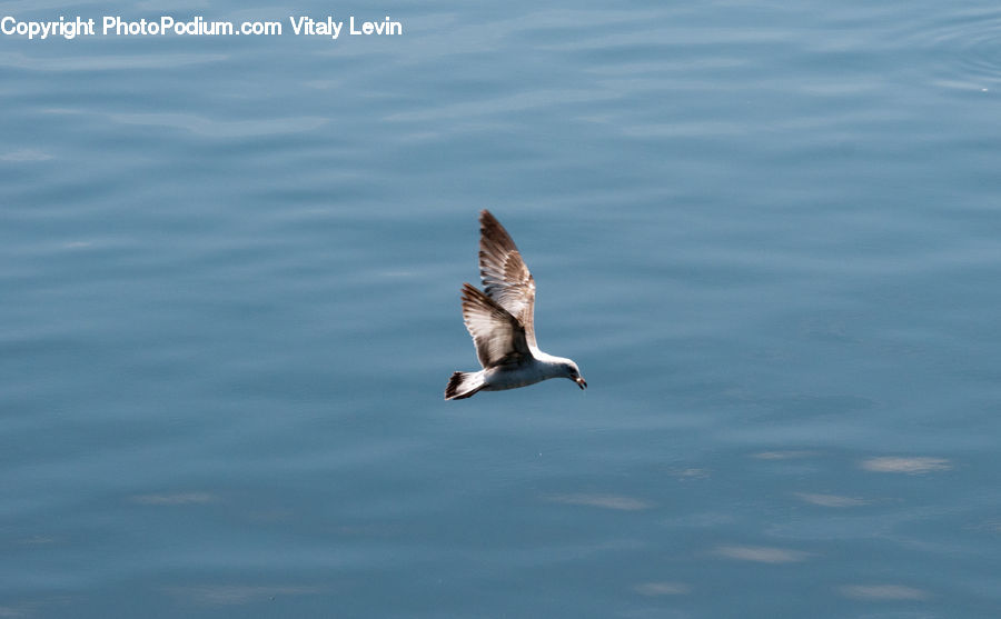 People, Person, Human, Bird, Booby, Pelican, Seagull