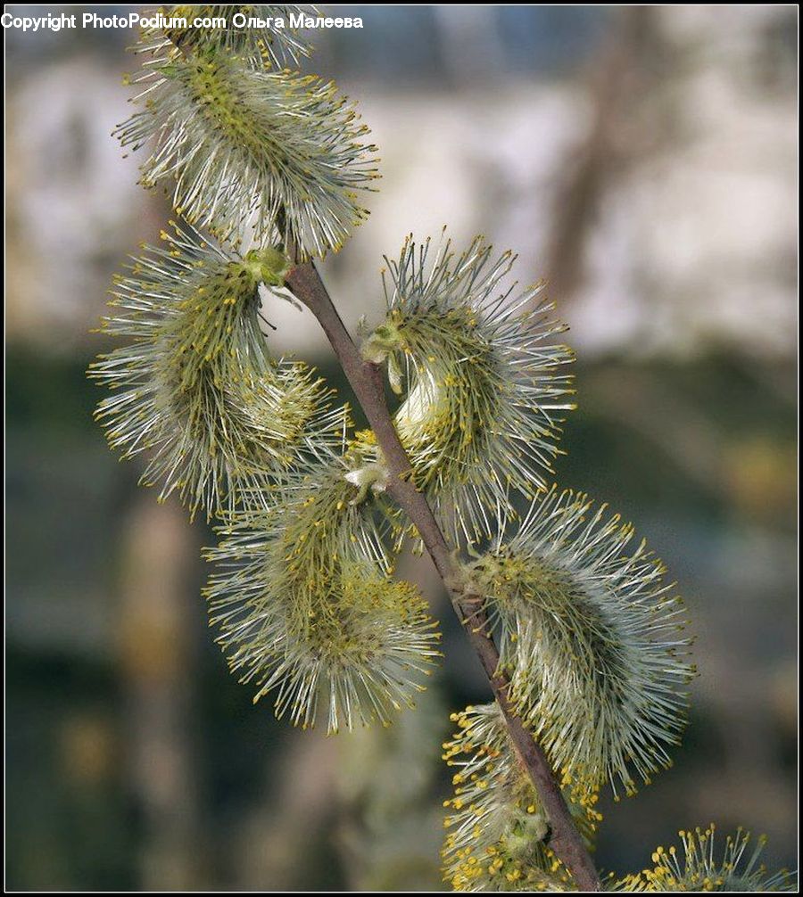 Conifer, Fir, Plant, Tree, Blossom, Flora, Flower