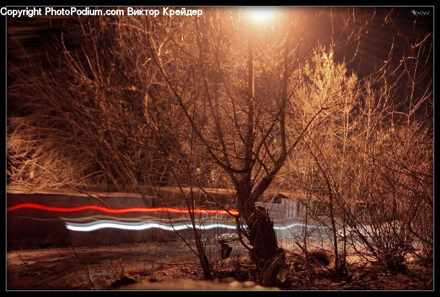 Night, Outdoors, Forest, Vegetation, Landscape, Nature, Scenery