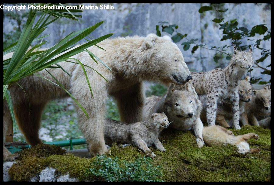 Animal, Leopard, Lynx, Wildlife, Canine, Mammal, Wolf