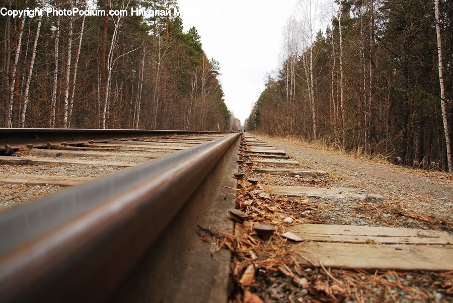 Rail, Train Track, Dirt Road, Gravel, Road, Forest, Vegetation