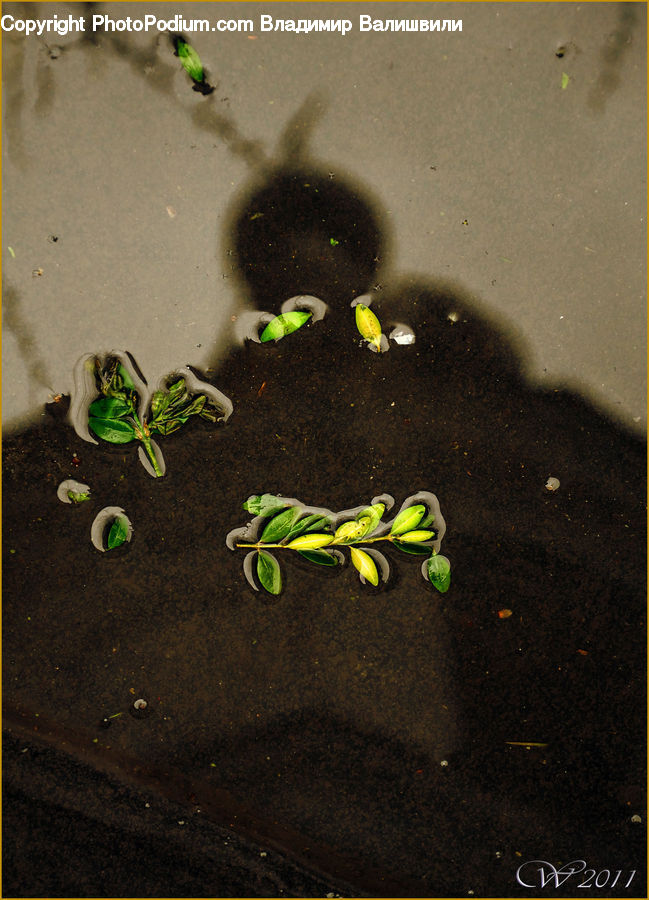 Plant, Sprout, Accessories, Soil, Asphalt, Tarmac, Leaf