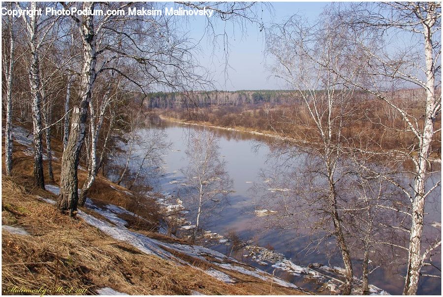Outdoors, Pond, Water, Birch, Tree, Wood, Dirt Road
