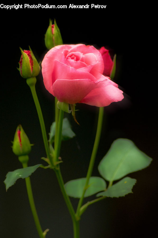Blossom, Flower, Plant, Rose, Flora, Geranium, Bud