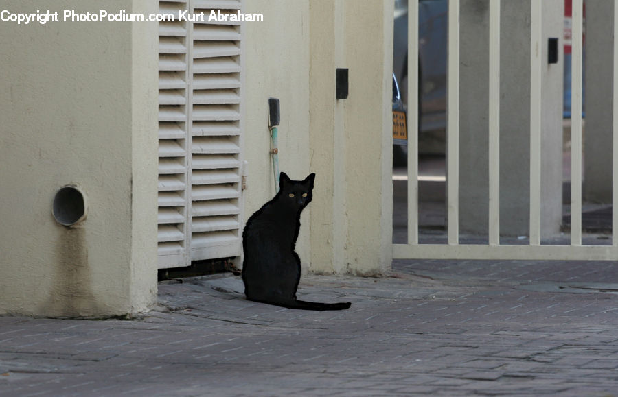Animal, Cat, Mammal, Pet, Window, Furniture, Adorable