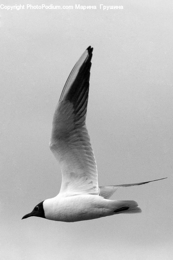 Bird, Seagull, Booby, Goose, Waterfowl, Beak
