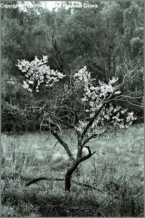 Plant, Tree, Oak, Wood, Blossom, Flora, Flower
