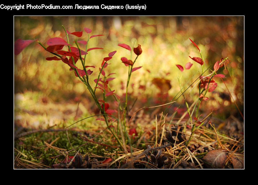 Field, Grass, Grassland, Plant, Blossom, Flora, Flower