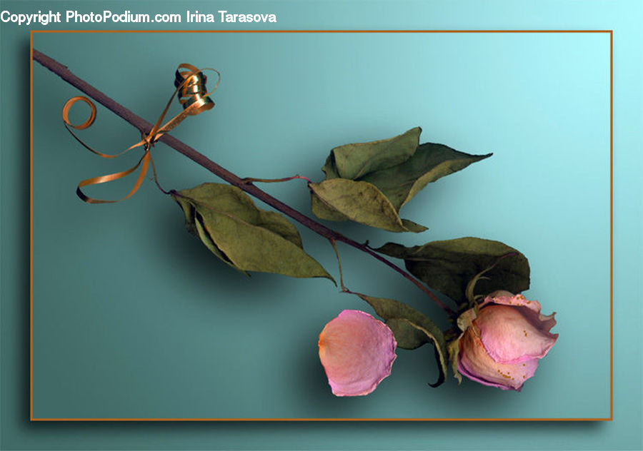 Bud, Plant, Garlic, Blossom, Flower, Rose, Flora