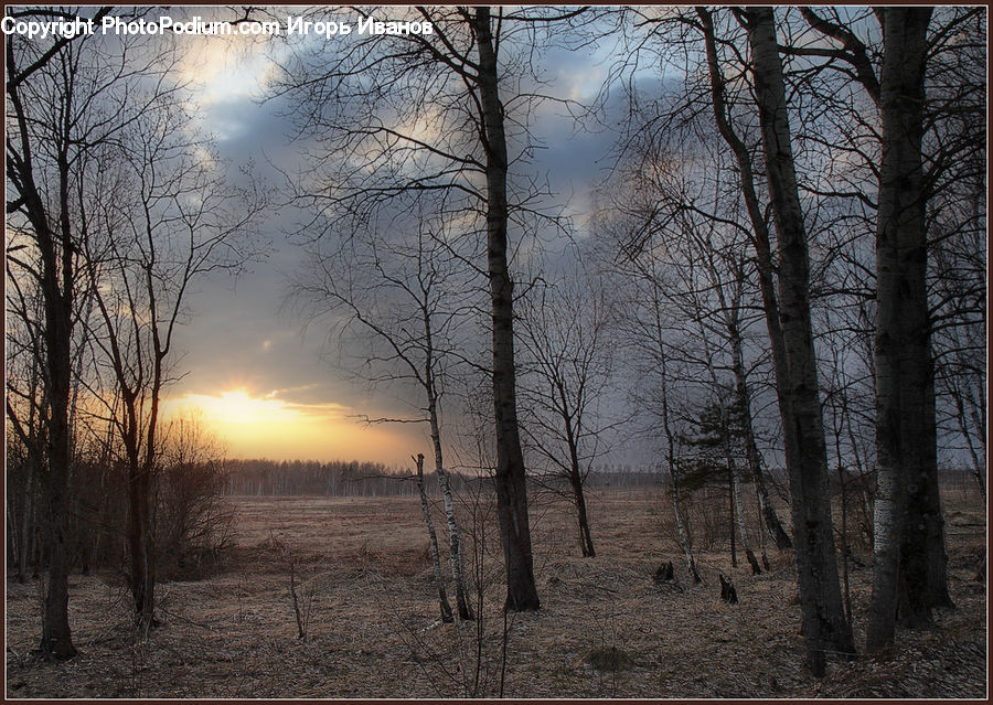 Dawn, Dusk, Sky, Sunrise, Sunset, Forest, Vegetation