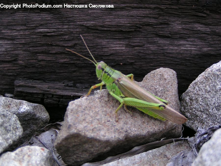 Cricket Insect, Grasshopper, Insect, Invertebrate