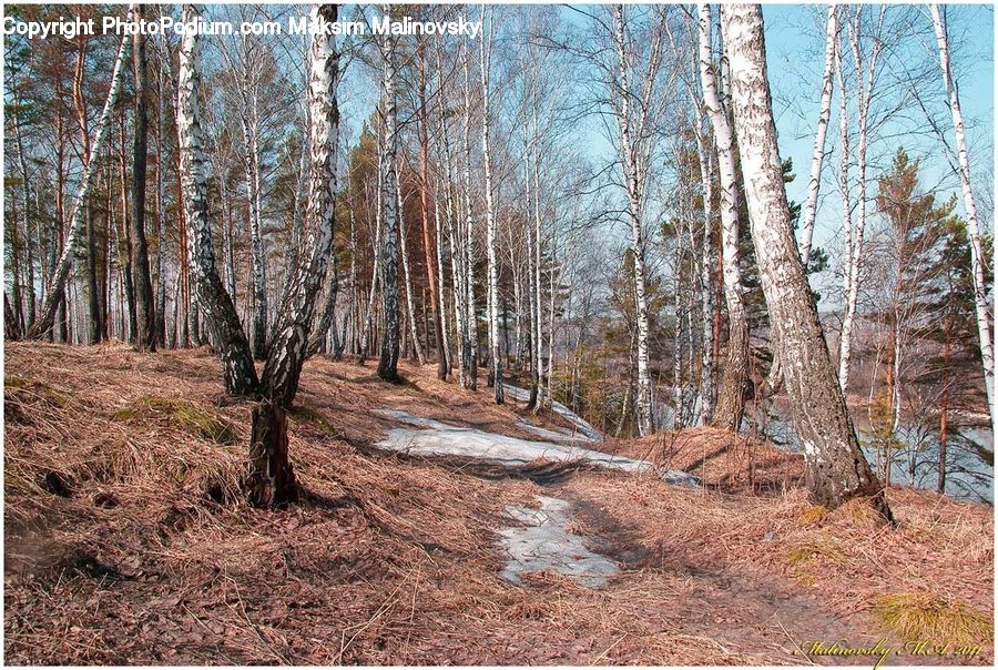 Birch, Tree, Wood, Forest, Vegetation, Grove, Land