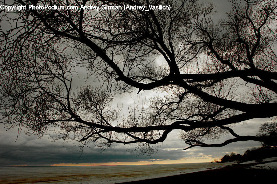 Silhouette, Oak, Tree, Wood, Plant, Willow, Landscape