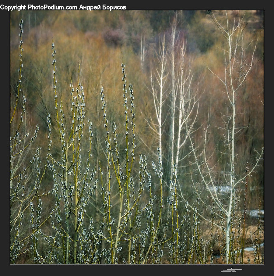 Field, Grass, Grassland, Plant, Conifer, Fir, Tree