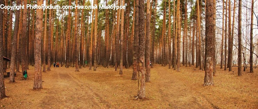 Forest, Vegetation, Grove, Land, Birch, Tree, Wood