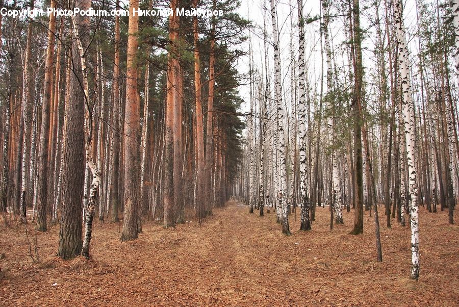 Forest, Grove, Land, Birch, Tree, Wood, Vegetation