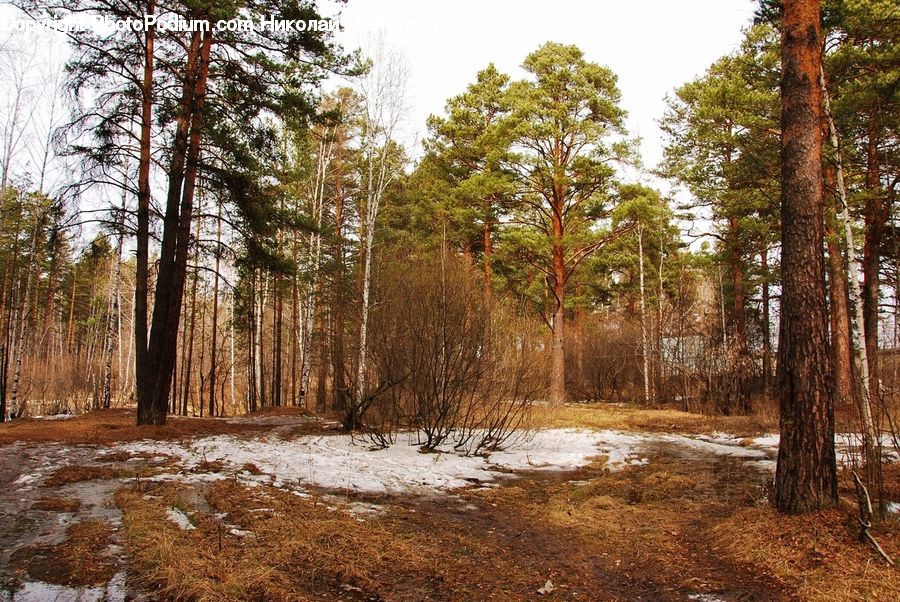 Forest, Vegetation, Birch, Tree, Wood, Grove, Land