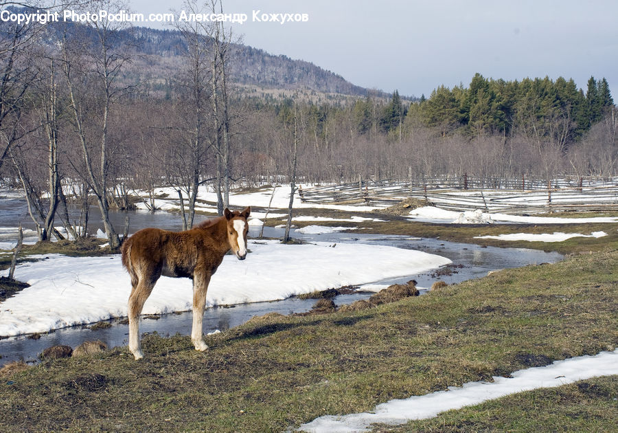 Animal, Deer, Mammal, Wildlife, Colt Horse, Foal, Horse