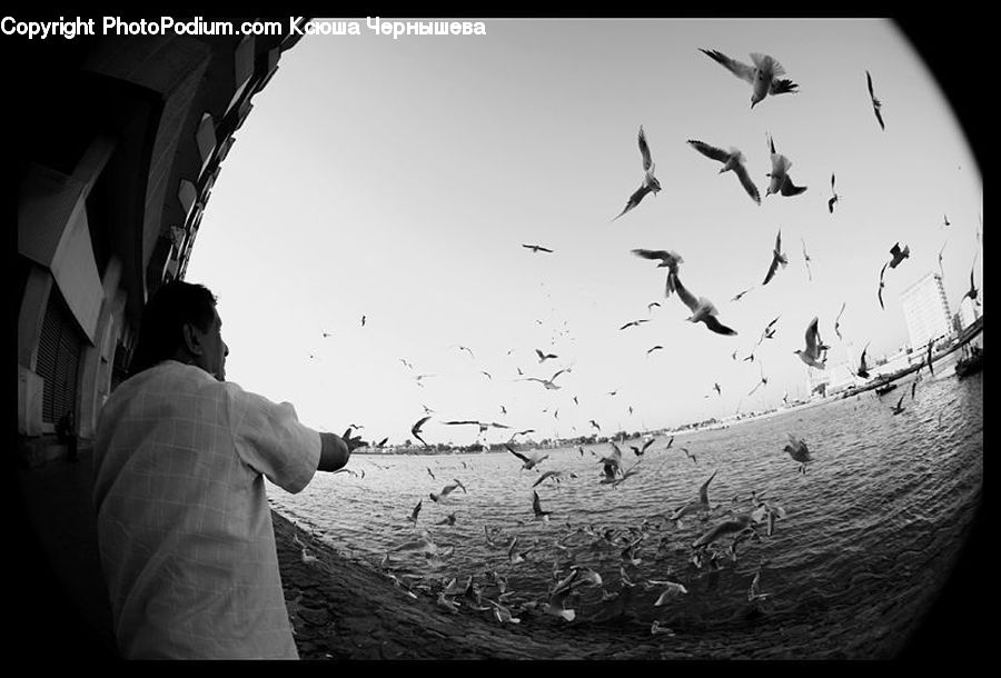 People, Person, Human, Fisheye, Bird, Crane Bird, Heron