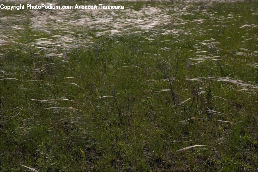 Field, Grass, Grassland, Plant, Moss, Reed, Blossom