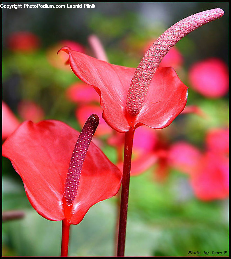 Flora, Flower, Gladiolus, Plant, Blossom, Geranium, Anthurium