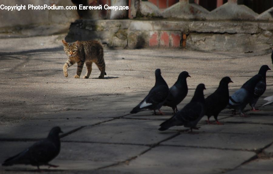 Bird, Pigeon, Dove, Animal, Cat, Mammal, Pet