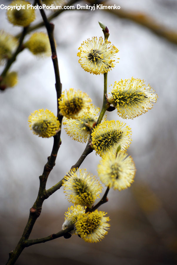 Flower, Mimosa, Plant, Blossom, Flora, Daisies, Daisy