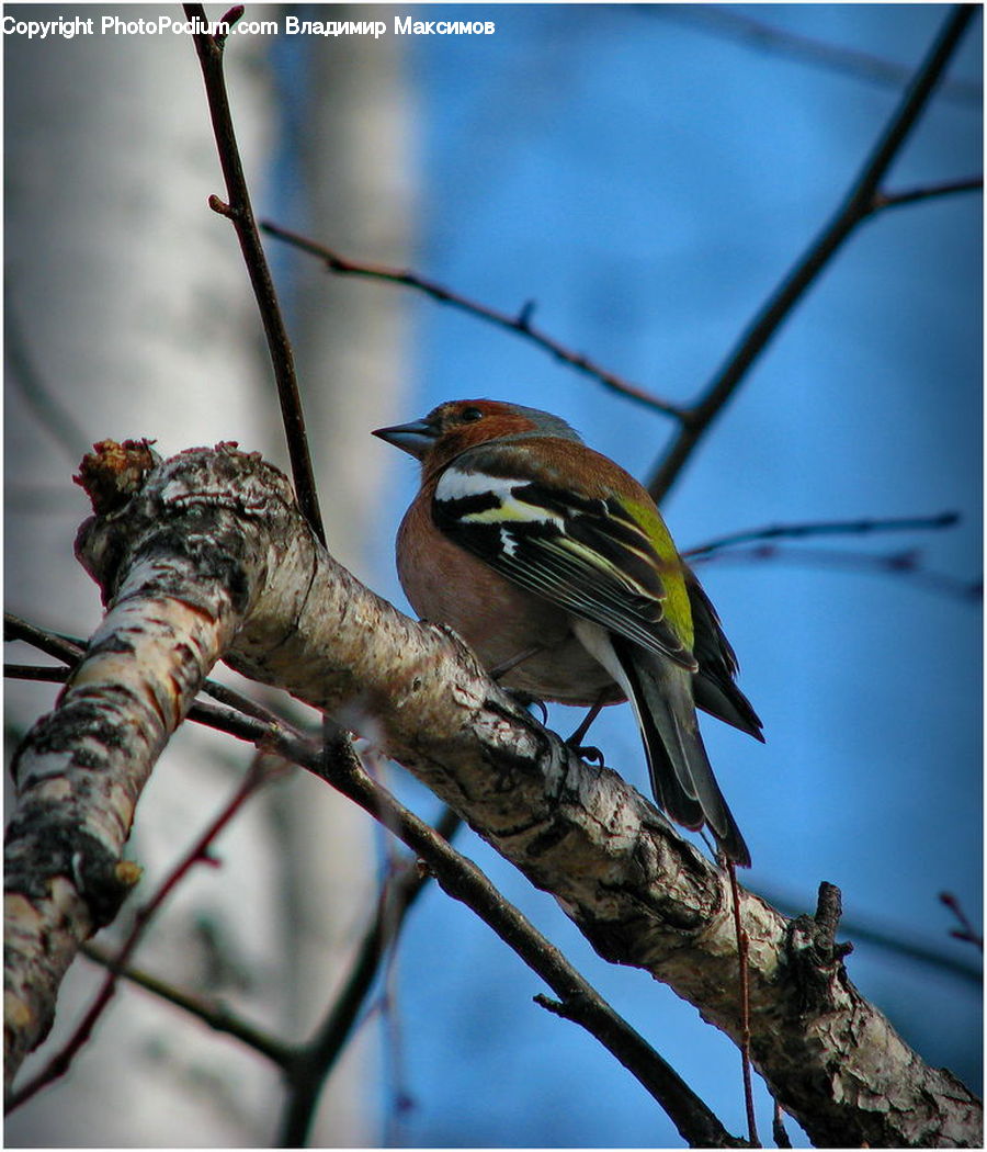 Birch, Tree, Wood, Bird, Flicker Bird, Woodpecker, Head