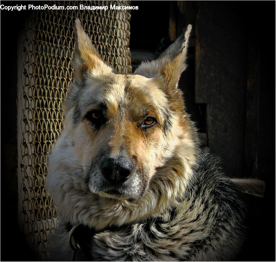 Animal, Canine, Dog, German Shepherd, Mammal, Pet, Collie