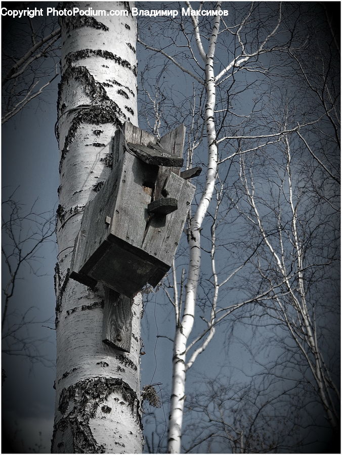 Birch, Tree, Wood, Plant