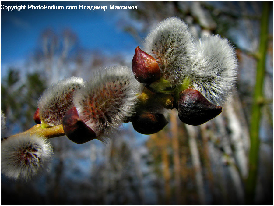 Bud, Plant, Grain, Seed, Andrena, Apidae, Bee