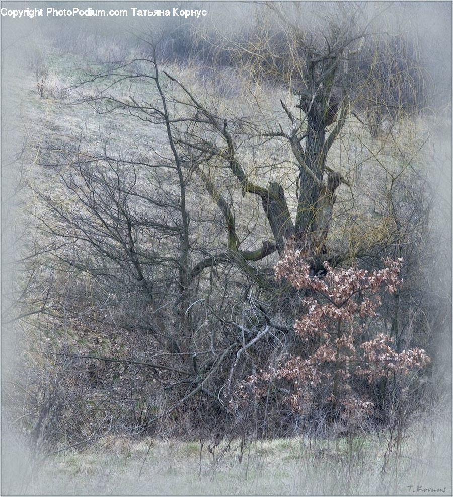 Plant, Tree, Animal, Deer, Elk, Mammal, Wildlife