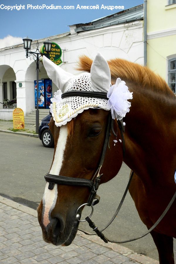 Animal, Horse, Mammal, Equestrian, Person, Face