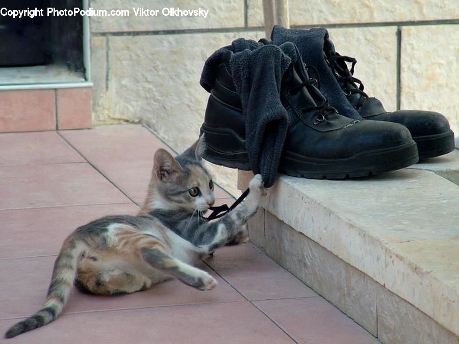 People, Person, Human, Animal, Cat, Mammal, Pet