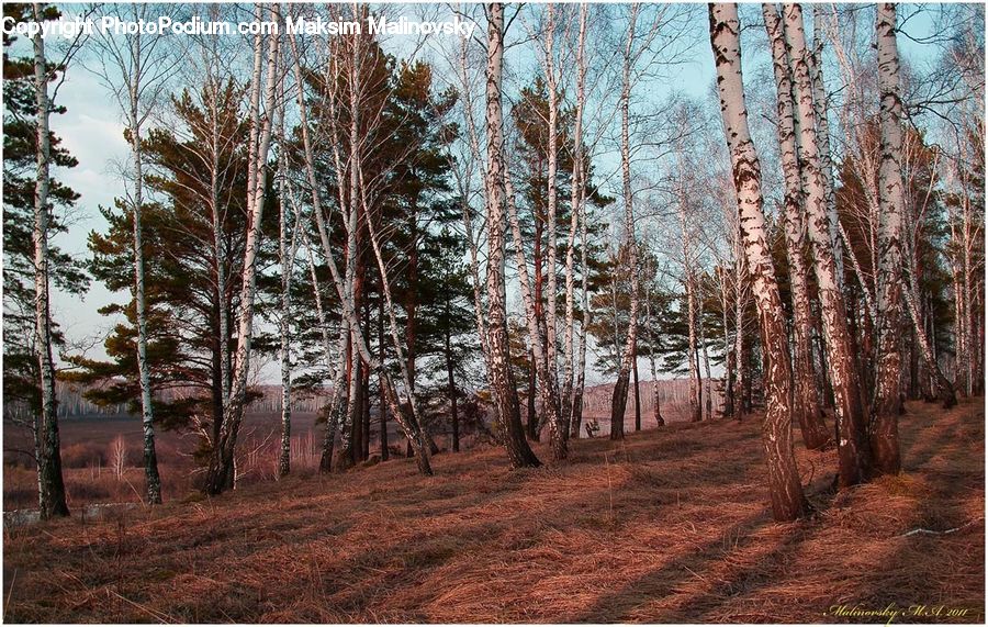 Birch, Tree, Wood, Forest, Vegetation, Grove, Land