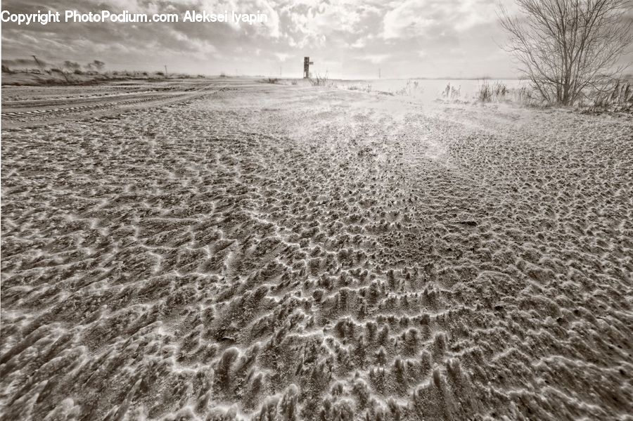 Field, Outdoors, Sand, Soil, Grain, Grass, Plant