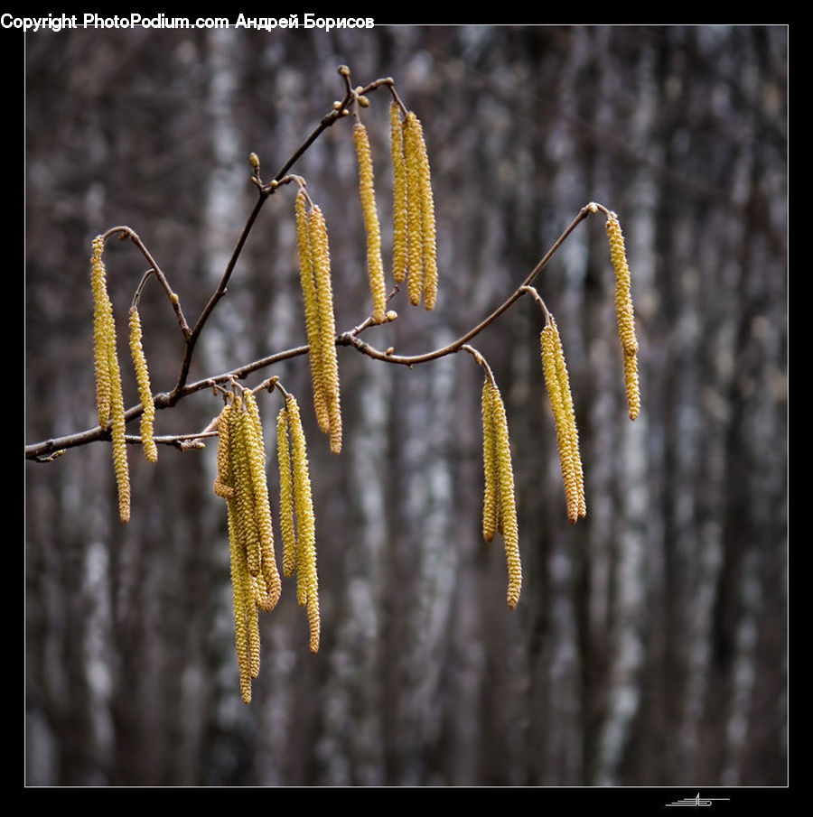 Conifer, Fir, Plant, Tree, Blossom, Flora, Flower