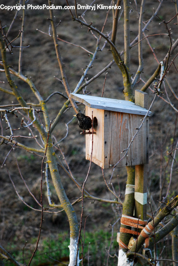 Birch, Tree, Wood, Bamboo, Plant, Bird Feeder, Forest