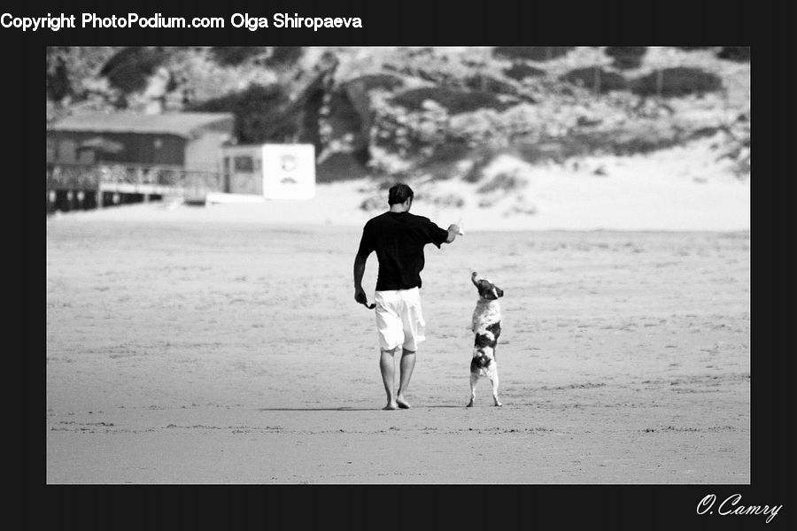 Shorts, Beach, Coast, Outdoors, Sea, Water, Silhouette