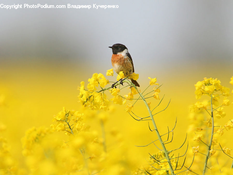 Bird, Blue Jay, Bluebird, Jay, Robin, Swallow