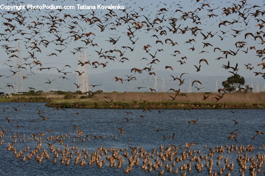Flock, Flying