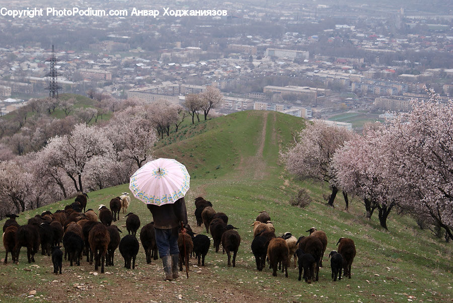 Animal, Mammal, Sheep, Blossom, Flora, Flower, Plant