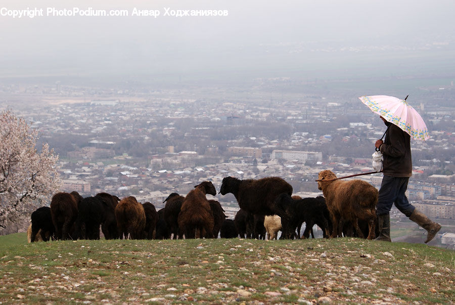 People, Person, Human, Umbrella, Countryside, Farm, Pasture