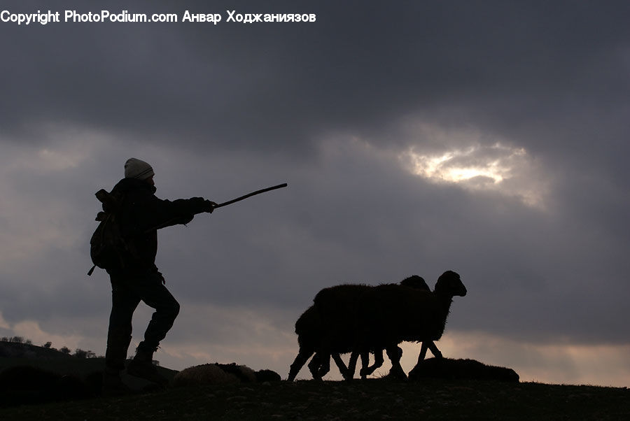 People, Person, Human, Angus, Animal, Bull, Mammal