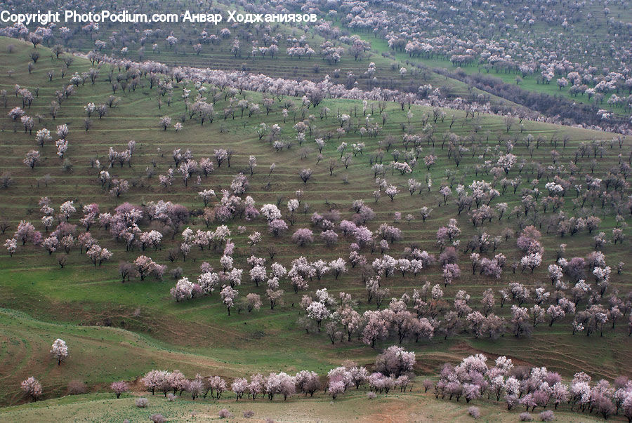 Aerial View, Blossom, Cherry Blossom, Flower, Flora, Plant, Field