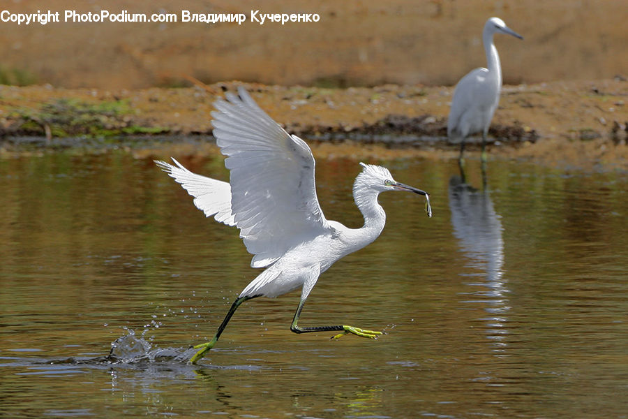 Bird, Crane Bird, Heron, Ardeidae, Stork, Waterfowl