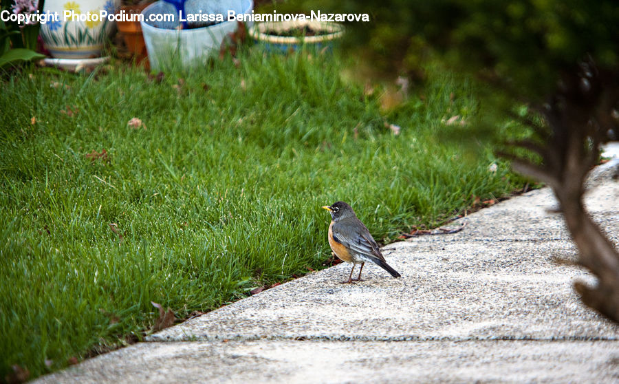 Bird, Robin, Bucket, Blue Jay, Bluebird, Jay, Pot