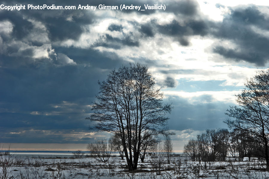 Azure Sky, Cloud, Outdoors, Sky, Plant, Tree, Landscape